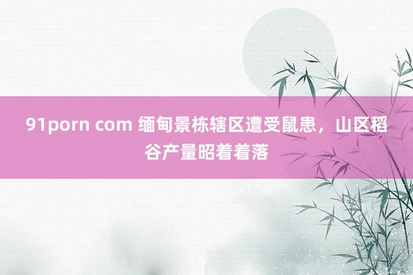 91porn com 缅甸景栋辖区遭受鼠患，山区稻谷产量昭着着落
